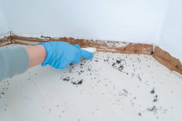 Best Flea Control Services  in Crossville, AL